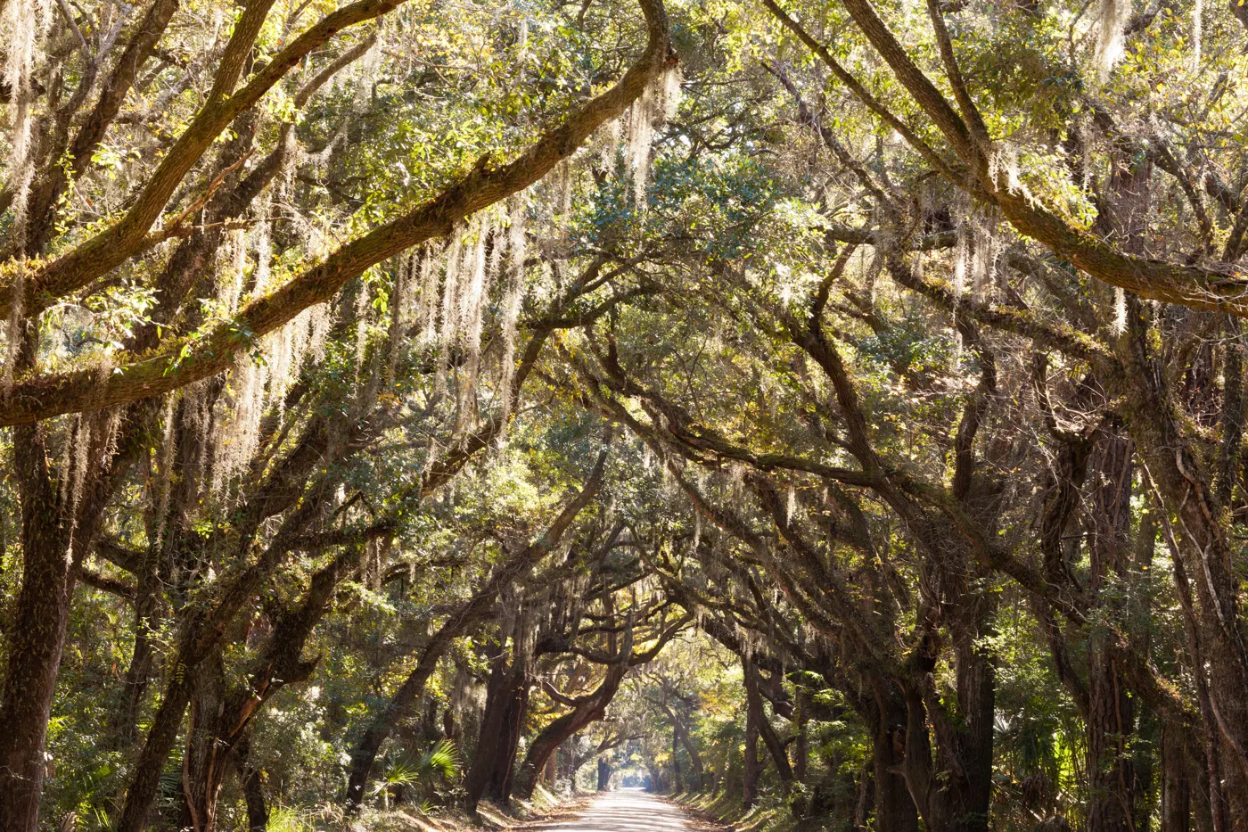 A country road under a canopy of live oaks